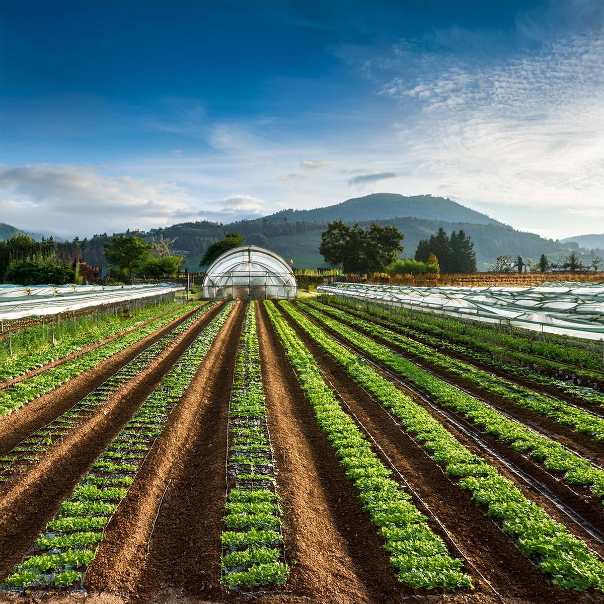 写真２認証農場