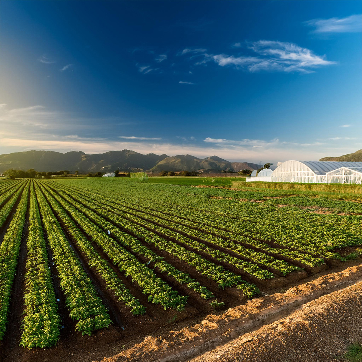 写真３認証農場