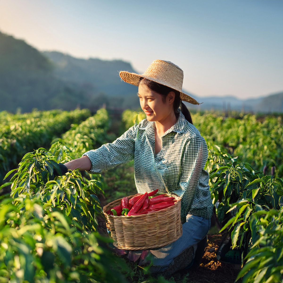 写真８風景ピーマン