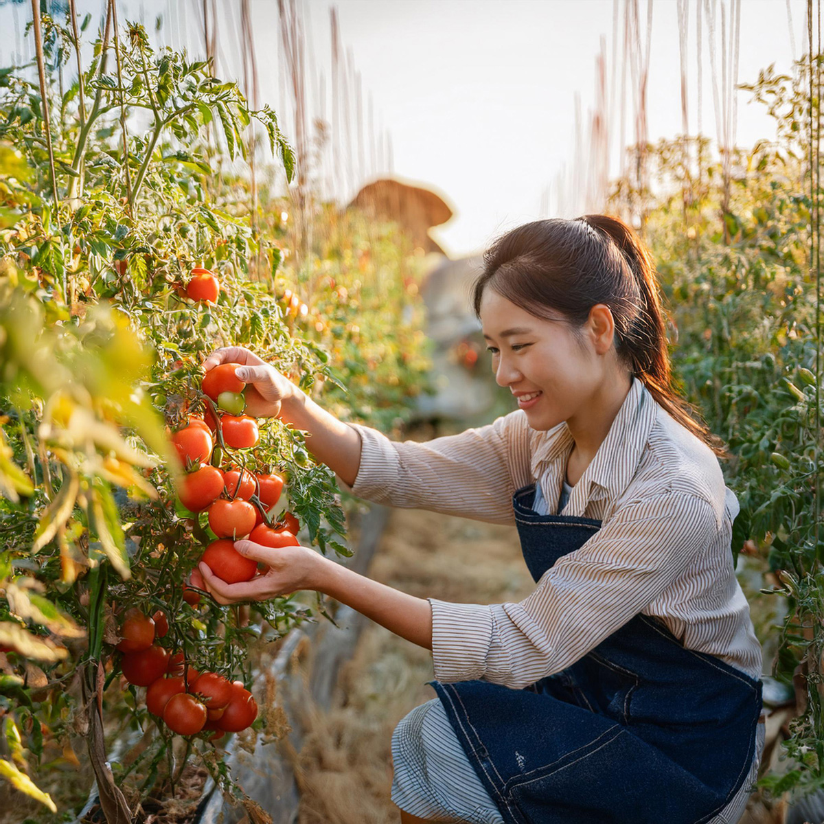 写真９風景トマト